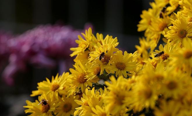 秋菊开花时间及观赏技巧（秋菊盛开期间持续时间多久）