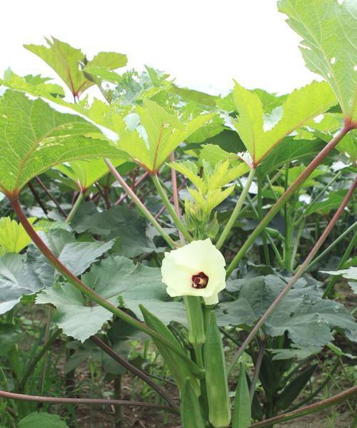 秋葵采摘时间和收获季节（如何判断最佳采摘时间及丰收季节）