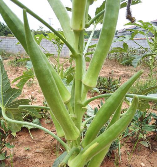 秋葵种植技巧与采摘时间（掌握秋葵成熟期）