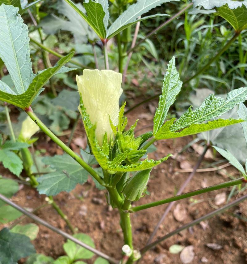 秋葵种植全攻略（合适种植时间）