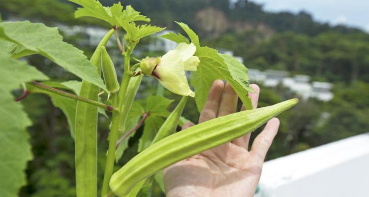 秋葵盆栽的全面指南（从选购到养护）