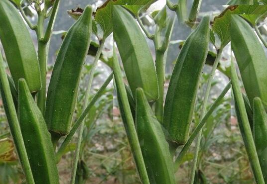 如何种植秋葵（从时间到方法）