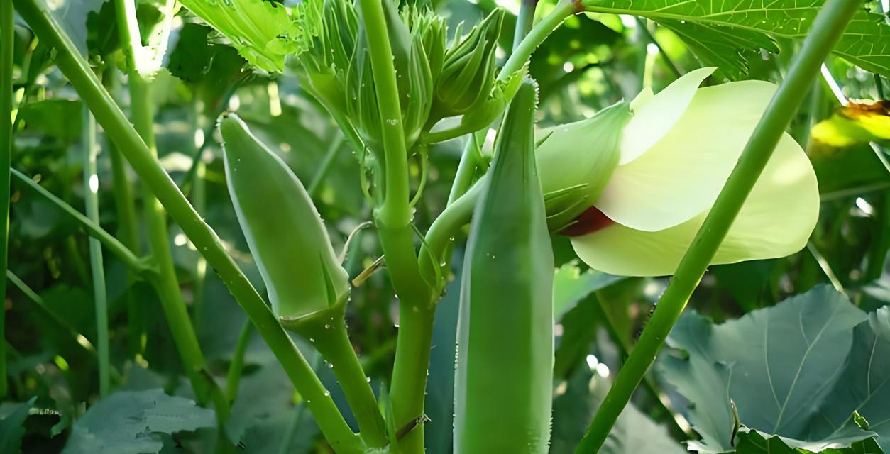 秋葵种子可以食用吗（了解秋葵种子的营养价值和适宜食用方式）