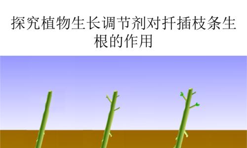 如何种植葱（时间、方法、技巧一网打尽）