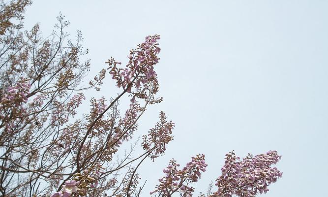 梧桐花的花语（梧桐花之美韵）