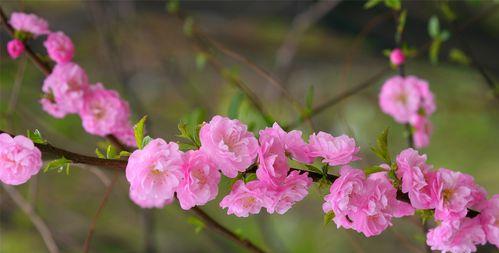 五月最具代表性的花——迷人的玫瑰花（五月玫瑰花开）