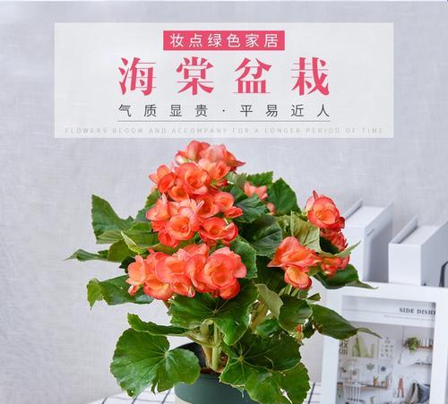 四季海棠——适合室内养护的美丽植物（室内环境下的四季海棠种植技巧及注意事项）