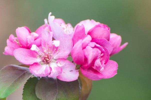 海棠四季开花，美不胜收（探秘海棠四季开花的美妙之处）