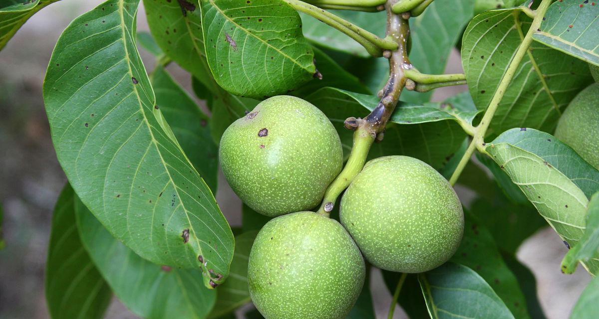 核桃成熟季节及采摘方法（核桃成熟时间表和采摘技巧）