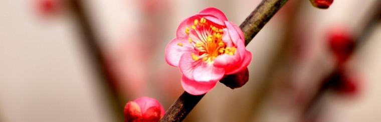 红梅花开的季节（赏花必备）