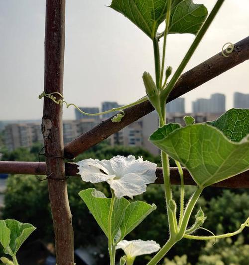 探究葫芦的开花季节及生长习惯（了解葫芦的生长环境）