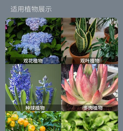 揭秘水仙花种子的来源（从花粉授粉到种子成熟的全过程）