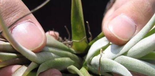 探秘茎繁殖的神奇之处（揭开植物茎繁殖的奥秘——探究茎繁殖的植物种类和特点）