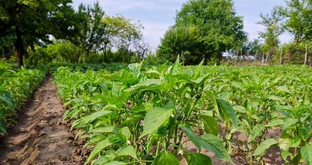 如何选择适合种植辣椒的播种时间（掌握关键点）