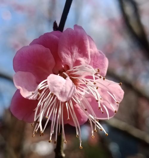 梅花的多彩世界（不同色彩背后的寓意）