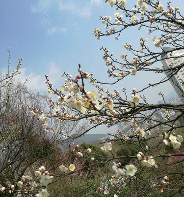 梅州之美（探寻梅州市花梅花的深刻寓意）