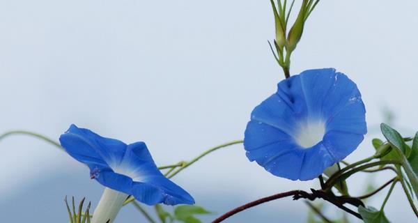 牵牛花的花语与象征意义（探寻牵牛花的深层寓意）