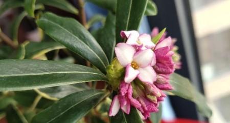 瑞香花花语与代表意义（揭示瑞香花的美丽寓意与隐含信息）