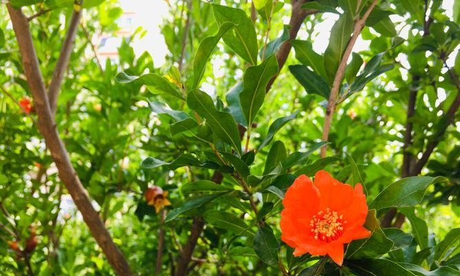 石榴花开——花语与寓意（探索石榴花的神秘）