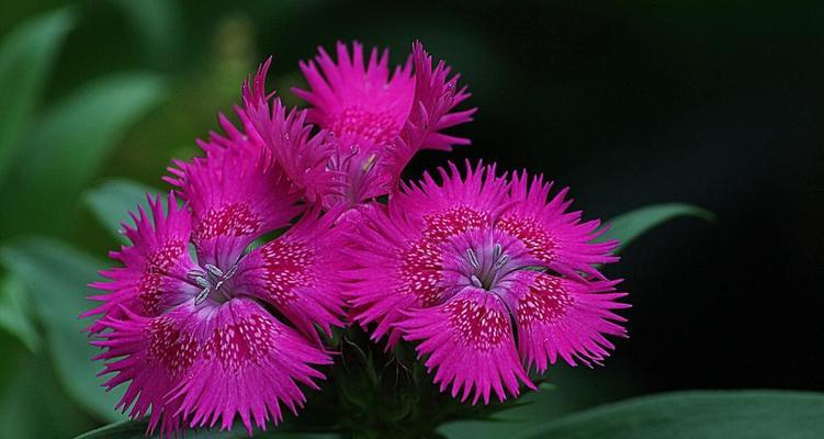 石竹科——优雅花卉的代表（探索石竹科植物的多样性与美丽）