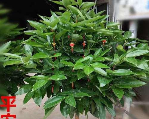 花开平安，花朵祈福（以花为媒）