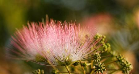 思念之花（缠绵细腻的思念之花）