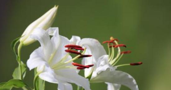 花语暗恋之梅花（探寻梅花花语中的暗恋之情）