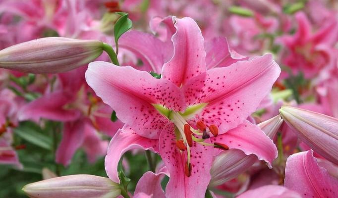 用百合花的花语传达心意（用百合花告诉你我懂你的心）