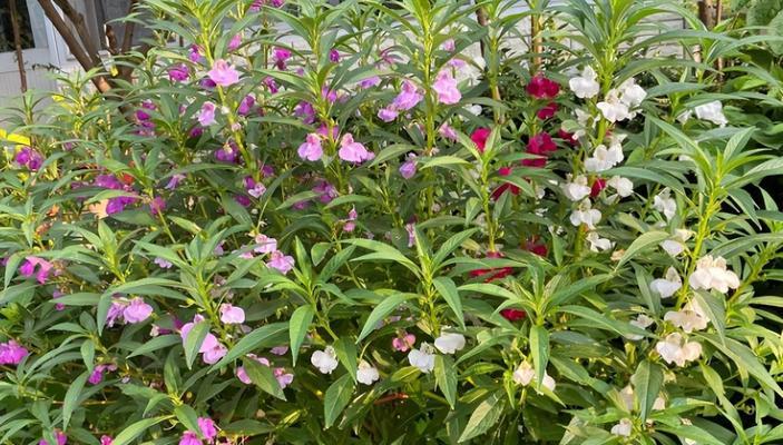 解决凤仙花光长叶子不开花的方法（凤仙花不开花原因分析及有效对策）