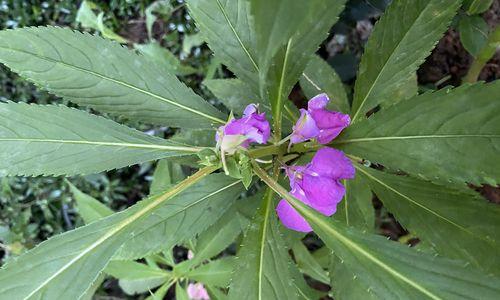 冷冻保存凤仙花的方法（如何使用冷冻技术保存鲜艳的凤仙花）