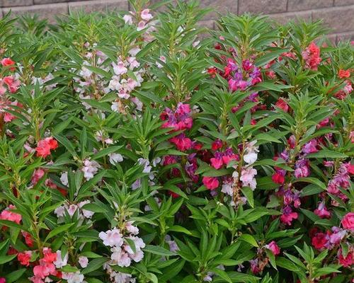 室内养护凤仙花的技巧（适合室内的凤仙花品种及养护要点）