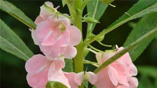 什么时候是凤仙花最美的季节（解析凤仙花的花期）