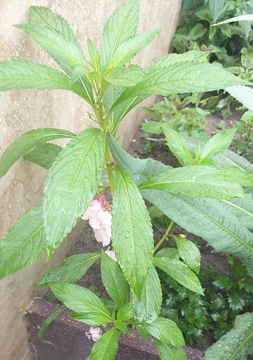 探究凤仙花的生长环境（了解凤仙花适合生长的气候条件和栽种方式）