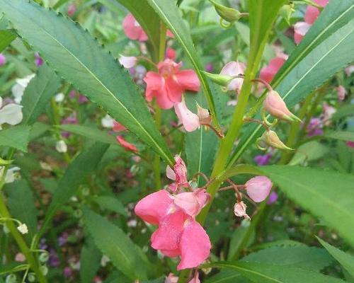 解密凤仙花的生长特点（凤仙花是常绿植物吗）