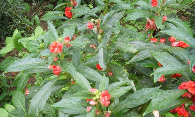 凤仙花——昙花一现的短暂美丽（生命之花的传奇故事和栽培方法）