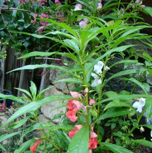 凤仙花的授粉方式（解析凤仙花是否为自花授粉植物）