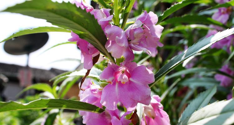 凤仙花喜欢阳光，你了解多少（探究凤仙花的阳光喜好特点）