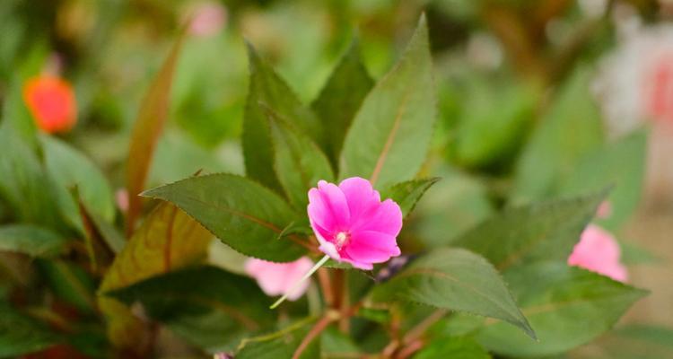 凤仙花的喜阳特性及生长技巧（打造阳光下的凤仙花花园）