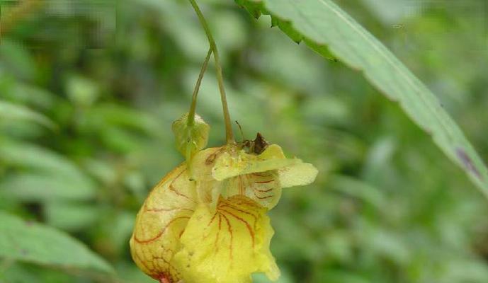 如何有效应对凤仙花叶子发黄问题（针对凤仙花叶子发黄现象）