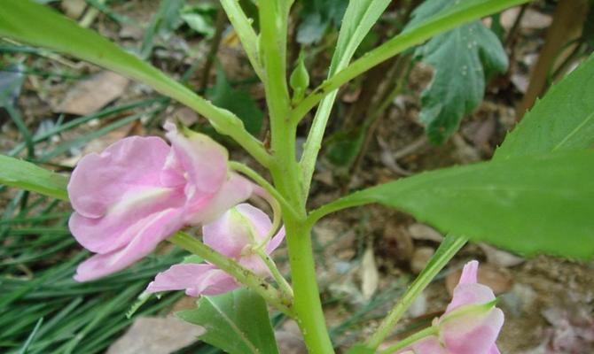 探秘凤仙花的种子（凤仙花的种子特点与种植要点）