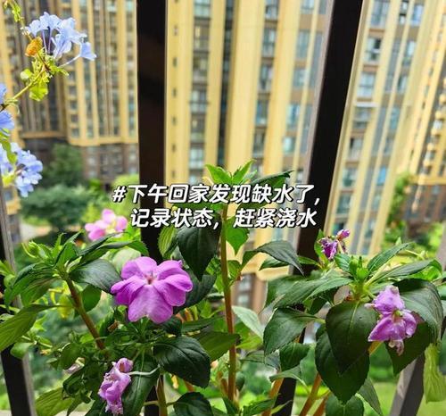 如何修剪凤仙花根部（凤仙花修剪技巧）