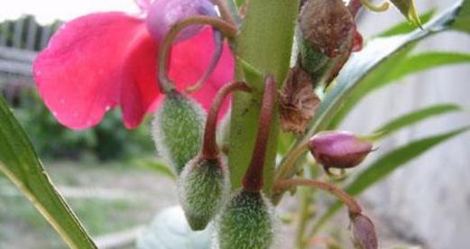 如何种植凤仙花——凤仙花种子的种植技巧（凤仙花种子的选取）