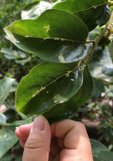 怎样防治凤眼菩提长虫子（发现凤眼菩提长虫子该怎么办）