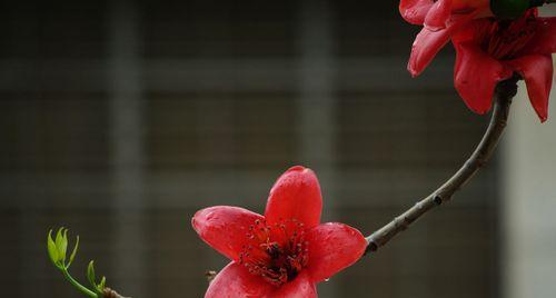 木棉花绽放，寓意无穷（探究木棉花的象征意义与内涵）