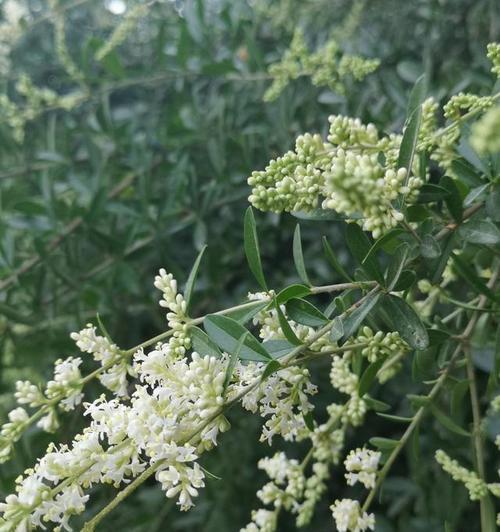 女贞花的花语及其寓意（探索女贞花的花语）