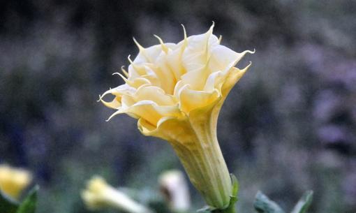 女贞子花语之美丽与祝福（揭秘女贞子的花语及其象征的）