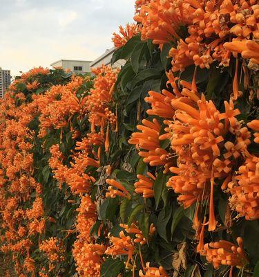 炮仗花花语（用炮仗花传达心意）