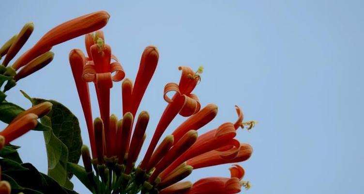 炮仗花（喜迎节日）