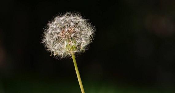 蒲公英的花语与寓意（告别悲伤）