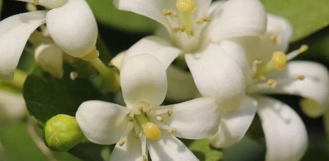 七里香花语——传递爱与温暖（沉香花语的寓意与传统文化）